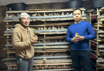 Как бизнес по продаже яиц перепелов может приносить хороший доход за короткий срок