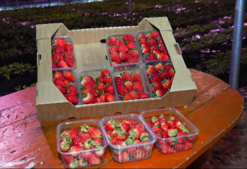 В Туркестанской области выращивают клубнику по новому методу