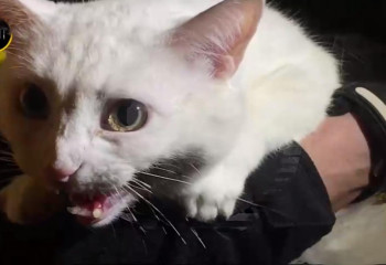 Кот оказался заперт в квартире на целую неделю без еды и воды