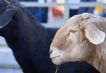 «Қойшы суицид жасады». Түркістан облысында бір күнде 500 бас мал жоғалып кеткен