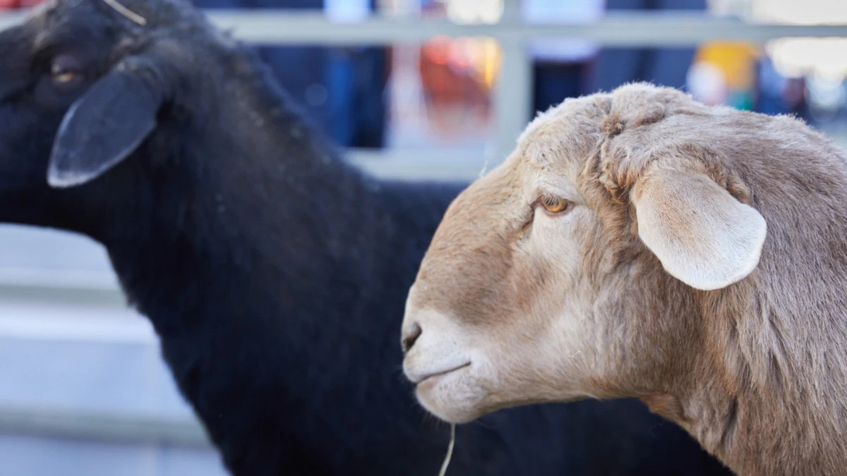  ©El.kz/Ғазиз ШАКИРОВ 