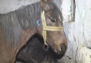 Қарағанды облысында төрт ауылда карантин жарияланды