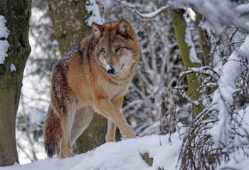 ШҚО-да бір отбасының 18 қойын қасқыр жеп кетті