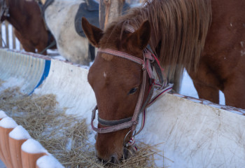 Полиция павлодарлықтың жоғалған 72 жылқысын тауып берді