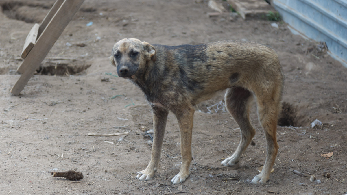Житель рассказал о сожжении отстреленных собак в пригороде Актау