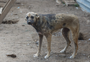 Житель рассказал о сожжении отстреленных собак в пригороде Актау