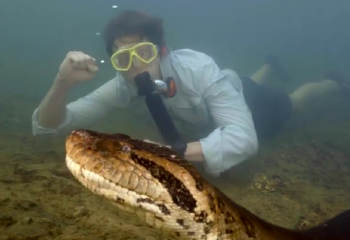 8 метр: әлемдегі ең алып жылан табылды