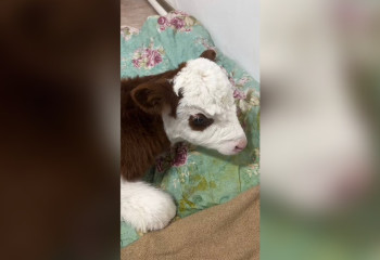 Казахстанец поселил теленка дома