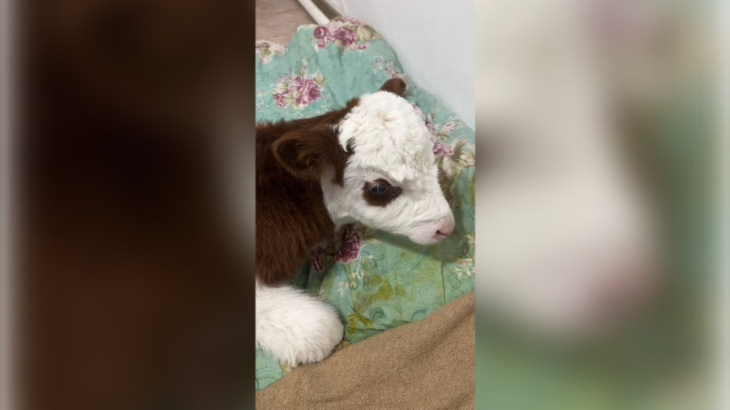  Кадр из видео 