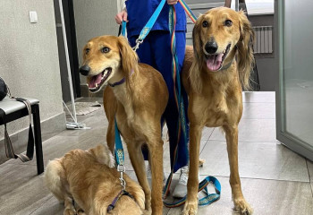 Тазы тұқымдас 50 итті тегін медициналық тексеруден өткізіп жатыр