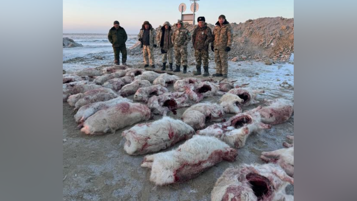 Свыше 30 сайгаков обнаружили у браконьеров в Кызылординской области