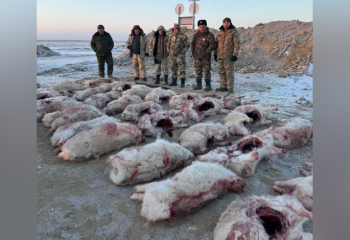 Свыше 30 сайгаков обнаружили у браконьеров в Кызылординской области
