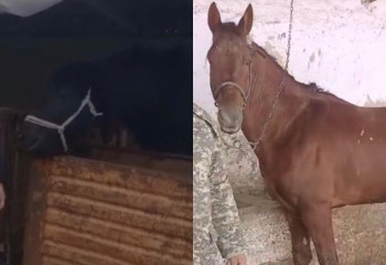 Шымкенттік екі тұрғын асыл тұқымды жылқыларын жоғалтып алды