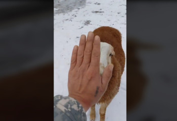 Игривый баран удивил соцсети