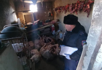 10 туш сайги изъяли у жителя Кызылординской области