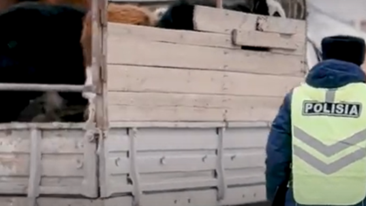  Видеодан кадр 