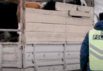 360-тан астам мал ұрланған: Полиция үш күнде 100-ге жуық ұрыны ұстады