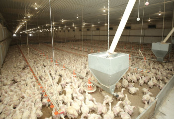 Премьер-министрдің орынбасары «Ақтау Агро» құс фабрикасын аралады