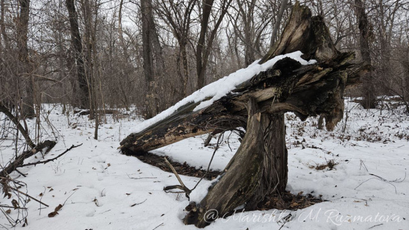  ©El.kz/Марина РУЗМАТОВА 