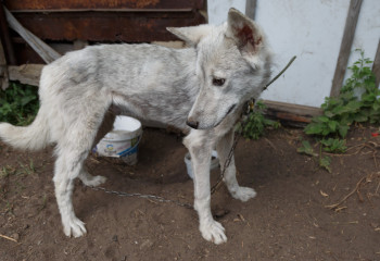 Сожжение трупов собак снял на видео блогер из Актау