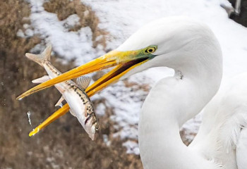 Цапли, утки и форель: в акватории озера Сайран в Алматы запечатлели возвращение местной фауны