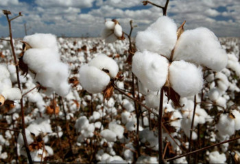 Шаруалар субсидияға қол жеткізе алмай отыр – депутат