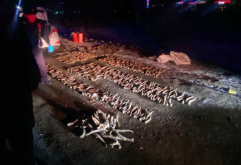 Оралда 600 киік мүйізі тәркіленді