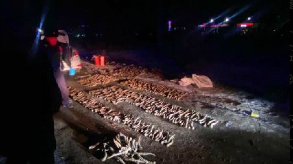 Почти 600 штук рогов сайги обнаружили полицейские в машине в Уральске