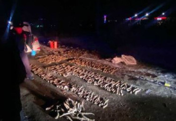 Почти 600 штук рогов сайги обнаружили полицейские в машине в Уральске