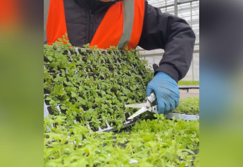 Казахстанка показала, сколько заработала с мужем за полгода в Великобритании