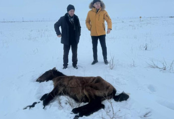 Министрлік Жаңаарқада қырылған малдарға қатысты түсініктеме берді