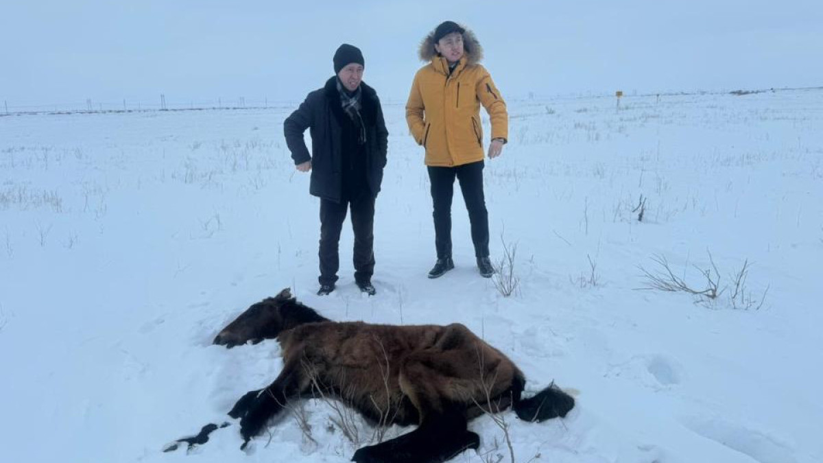 Падеж лошадей в Улытауской области: все погибшие животные не были идентифицированы