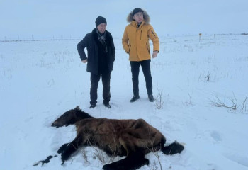 Падеж лошадей в Улытауской области: все погибшие животные не были идентифицированы