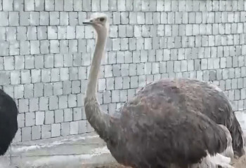 Страусиных хозяйств в Казахстане становится больше