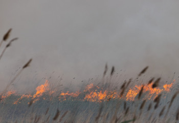 Атырау облысында 100 гектар аумақта қамыс өртенді