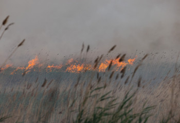 Каспий жағалауында екі күннен бері қамыс өртеніп жатыр