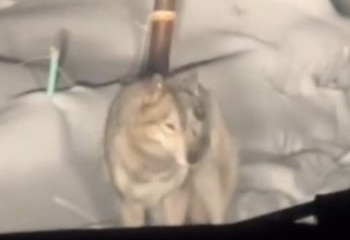 Волк вышел к людям в Усть-Каменогорске