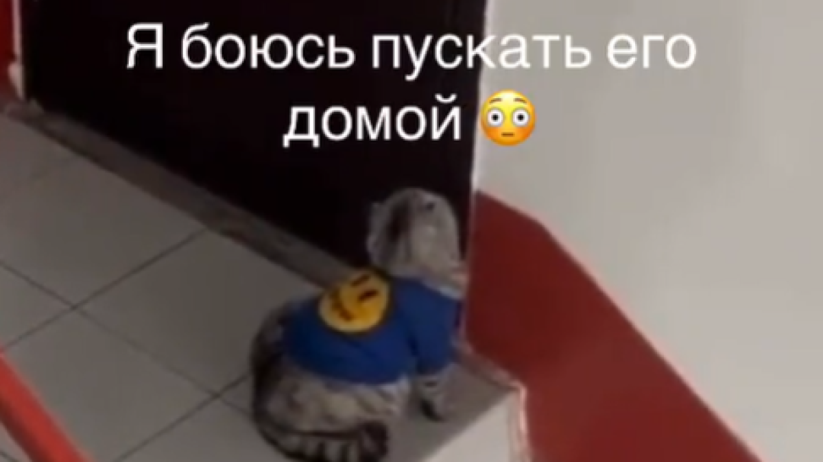 «Открой дверь» - говорящий на русском кот удивил соцсети снова