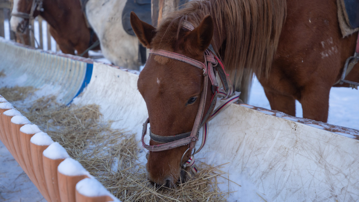  ©El.kz/Артем ЧУРСИНОВ 