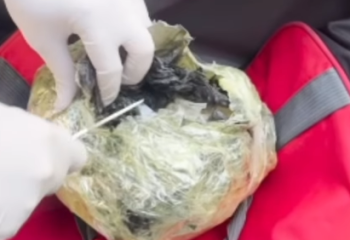 В Шымкенте водитель сдал полиции курьера с наркотиками на 30 млн тенге