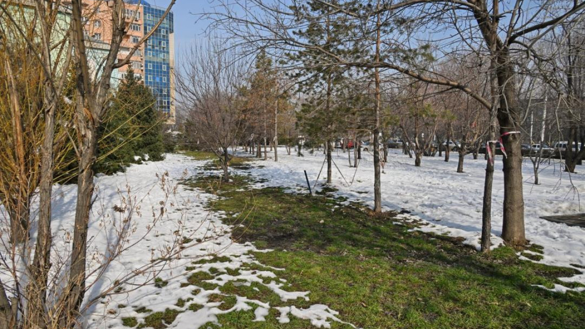 Из-за замены теплотрассы в Алматы срубят деревья, но обещают высадить новые