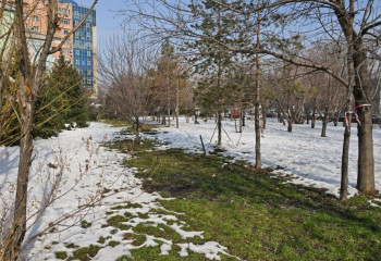 Из-за замены теплотрассы в Алматы срубят деревья, но обещают высадить новые