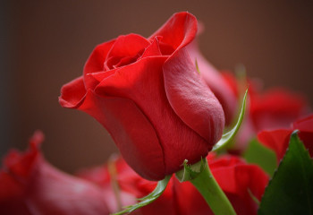 Елімізде гүлдің бағасы қымбаттады ма?