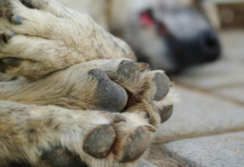 Маңғыстауда елуге жуық иттің өлексесі қоқыста жатыр