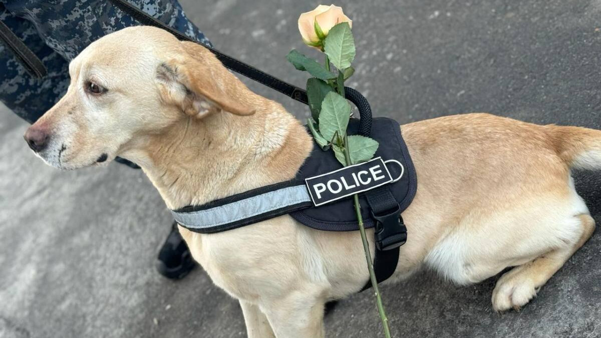 Пес-полицейский дарил девушкам цветы на 8 марта в Павлодаре