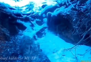 Семью снежных барсов «поймала» фотоловушка в национальном парке