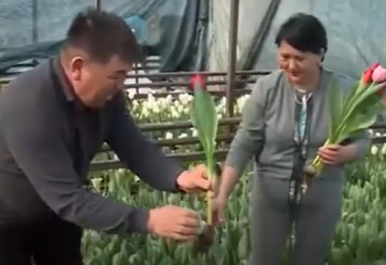 Жетісу облысының тұрғыны үйінің ауласында 30 мың түп қызғалдақ өсірді