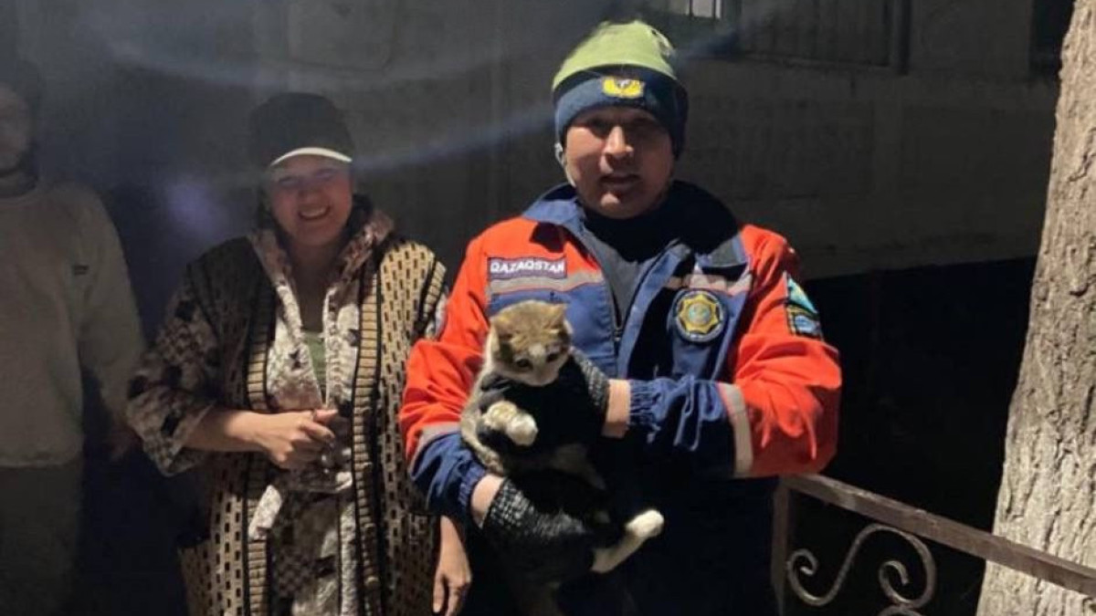 Таразские спасатели пришли на помощь домашней кошке