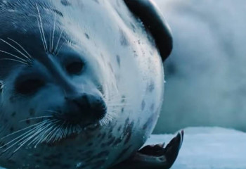 Каспийскому тюленю посвятили фильм