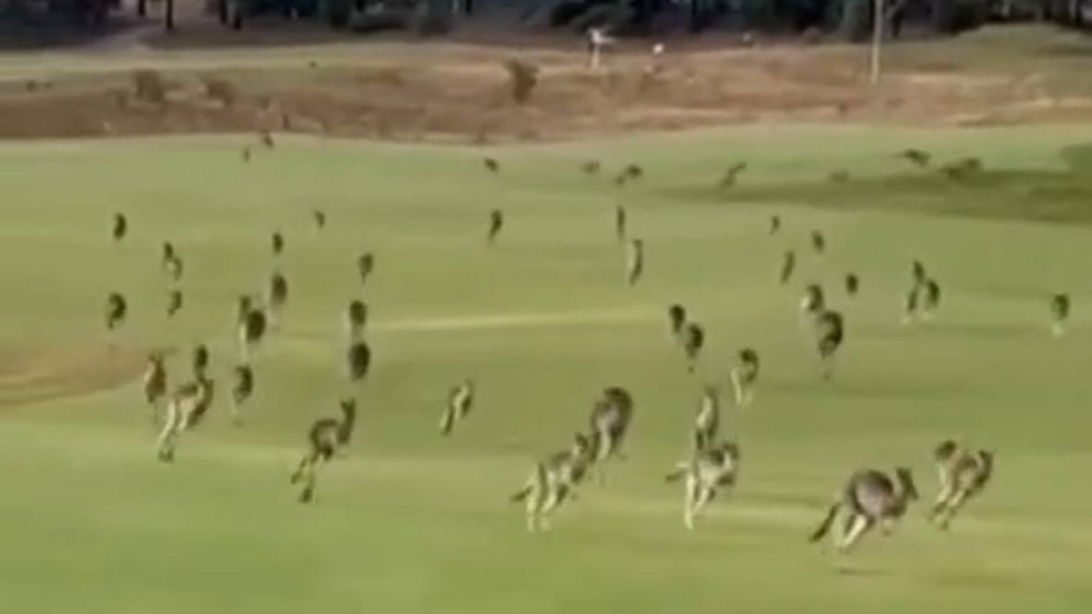 Австралияда жүздеген кенгуру гольф-клуб аумағын басып алды